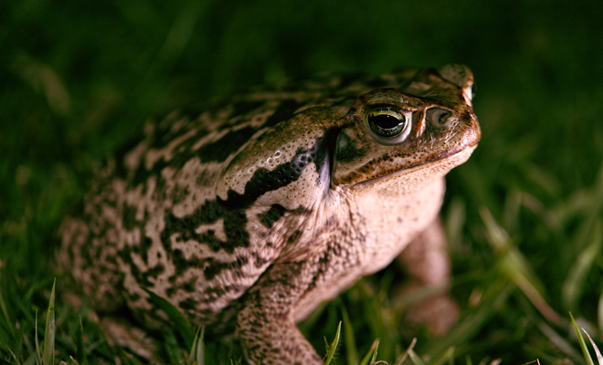 Diferentes significados de soñar con anfibios ranas sapos salamandras