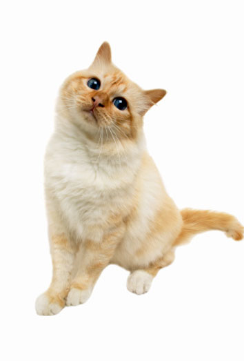 Entender a tu mascota