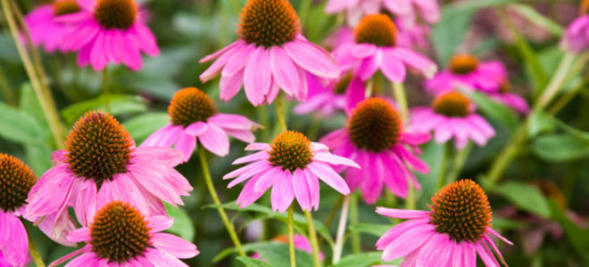 Equinácea para reforzar tus defensas