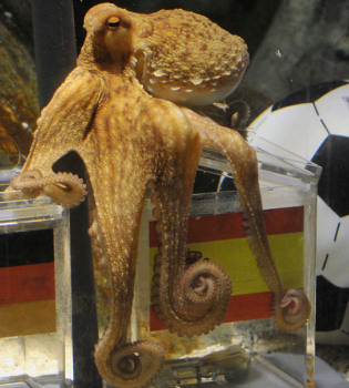 El pulpo Paul predice que España ganará a Alemania en el Mundial