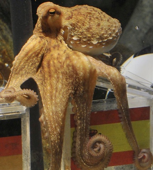 Muere el pulpo Paul, todo un 'héroe nacional'