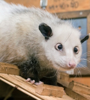 Heidi, la zarigüella bizca, la estrella de los Oscar 2011