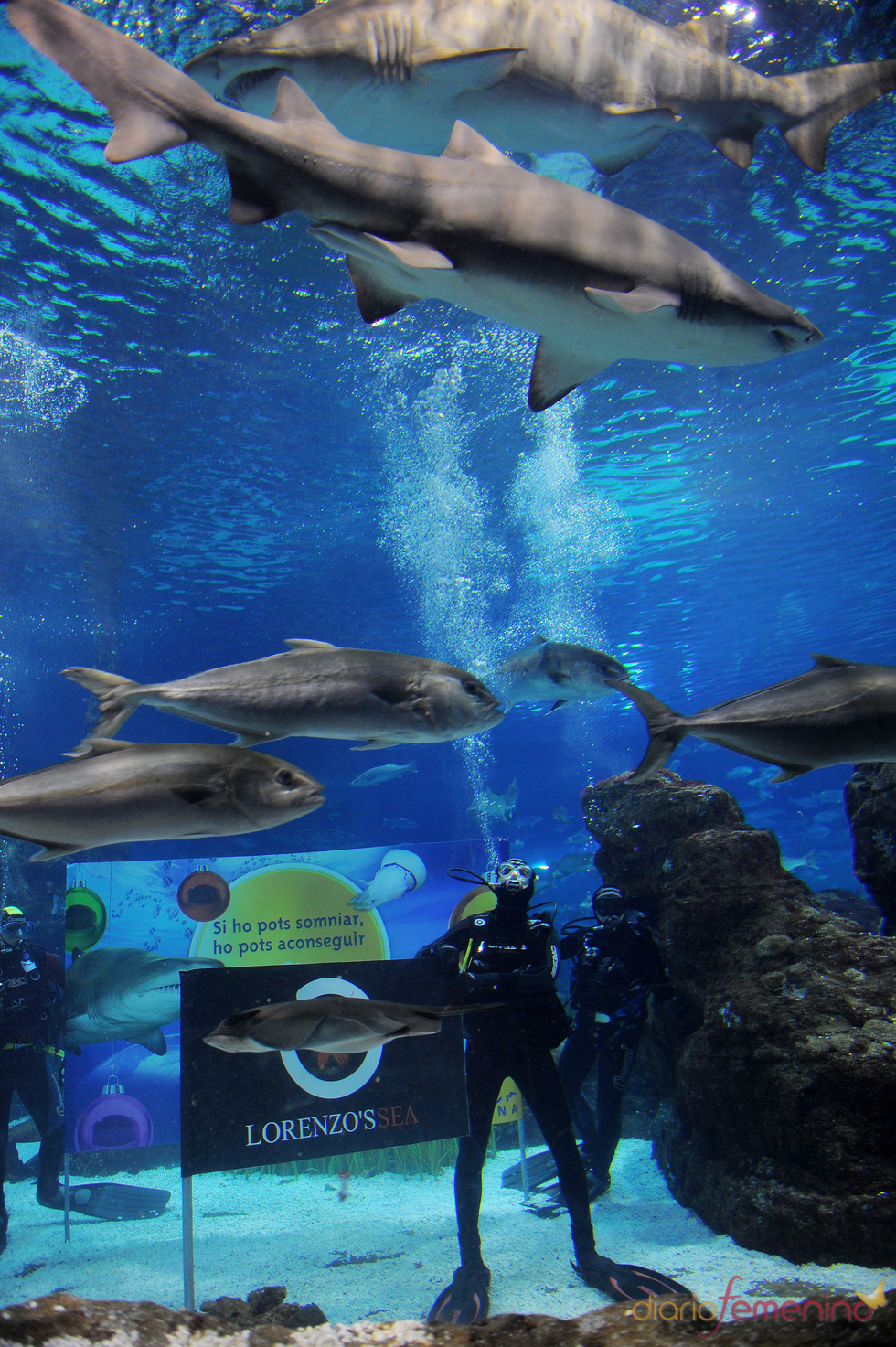 Jorge Lorenzo se divierte nadando entre tiburones