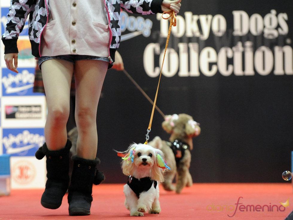 Pasarela perruna en Tokio