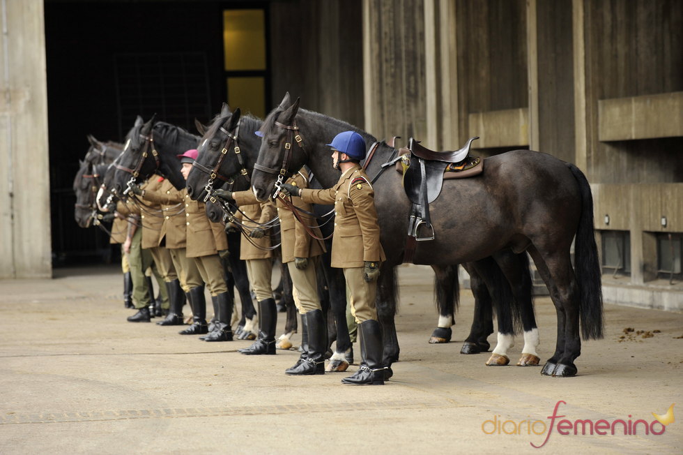 Caballos preparados para el desfile de la boda del príncipe Guillermo y Kate Middleton