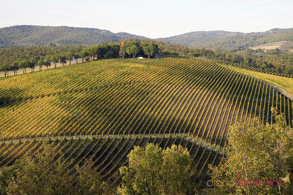 Ruta del vino Chianti en la Toscana