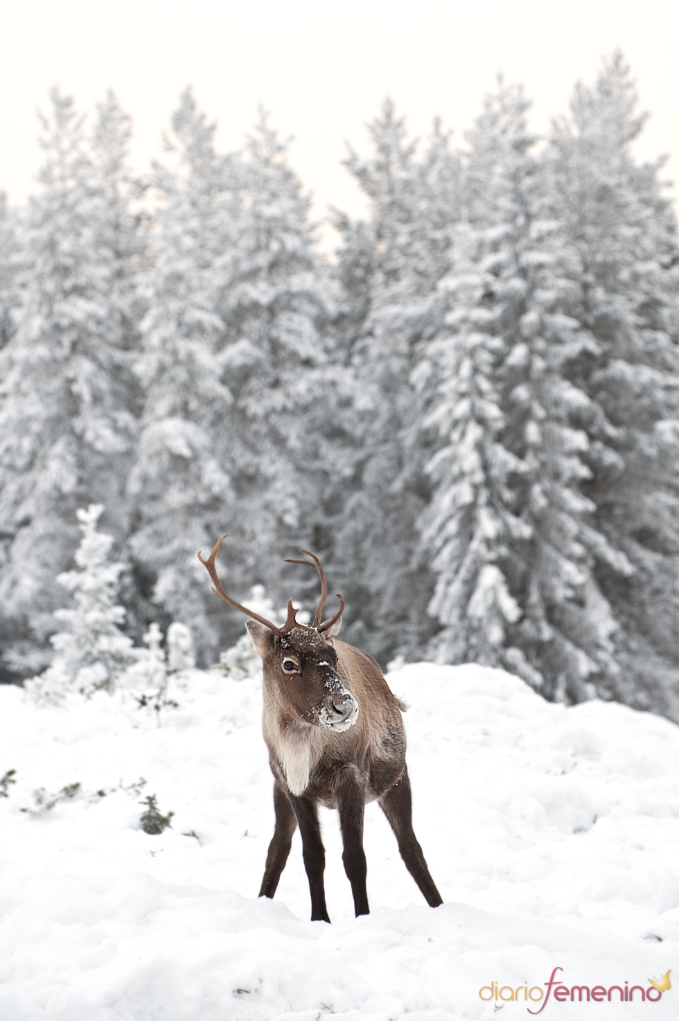 Imagen de un reno en Laponia