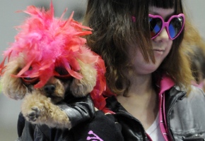 'Tokyo Dogs Collection', la moda para perros