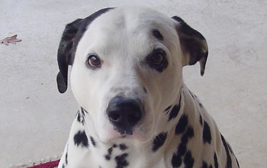 dalmata