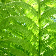 fitocosmeticos fitocosmeticos