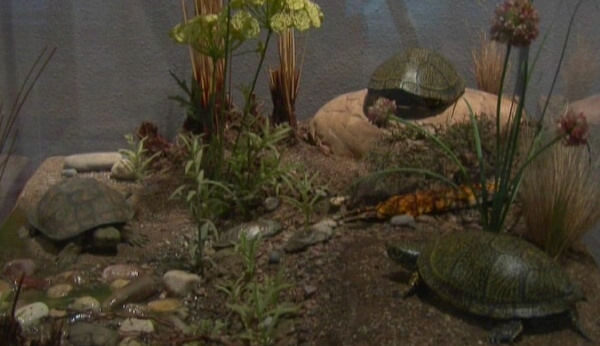 Anfibios y reptiles, los grandes desconocidos