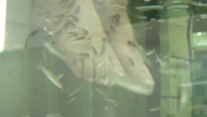 Ictioterapia: peces para exfoliar los pies