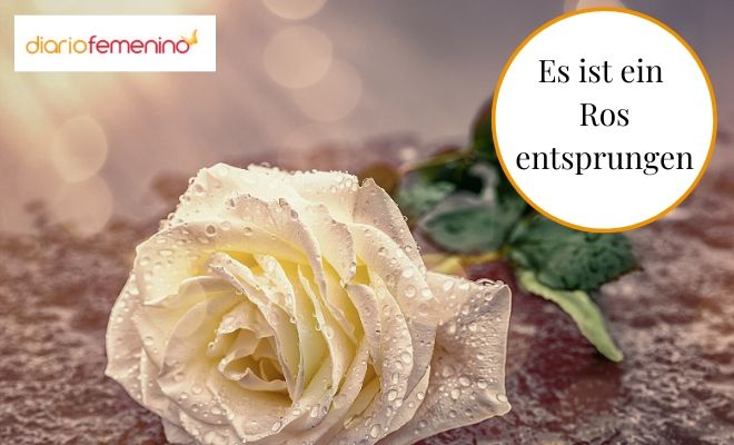 Villancico de Navidad alemán: Es ist ein Ros entsprungen