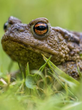 Bufonofobia: ¿de verdad se puede tener miedo a los sapos?