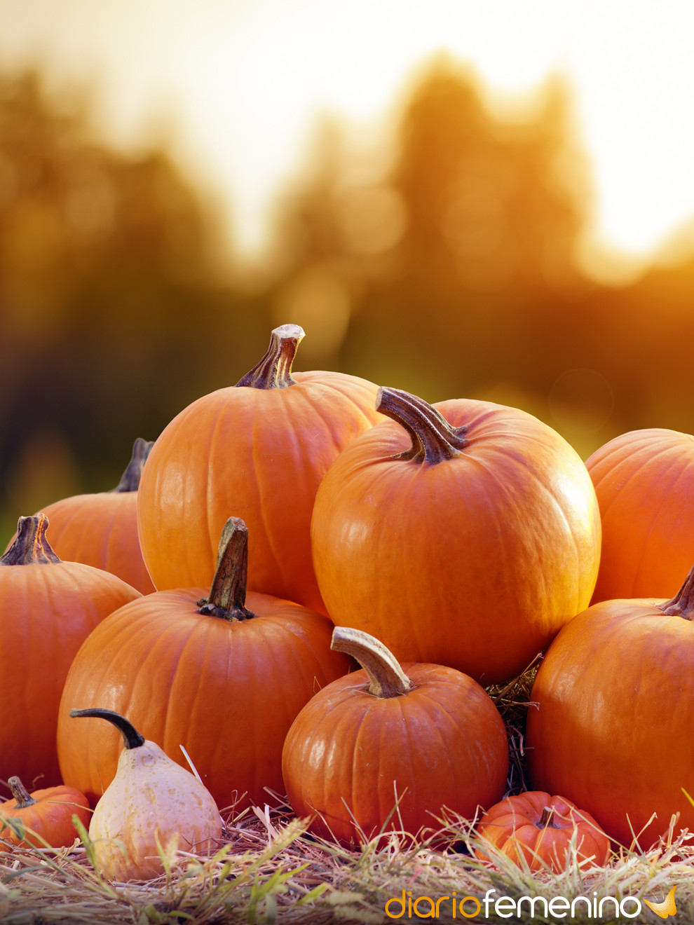 Trucos para saber si una calabaza está madura y aprovechar sus propiedades