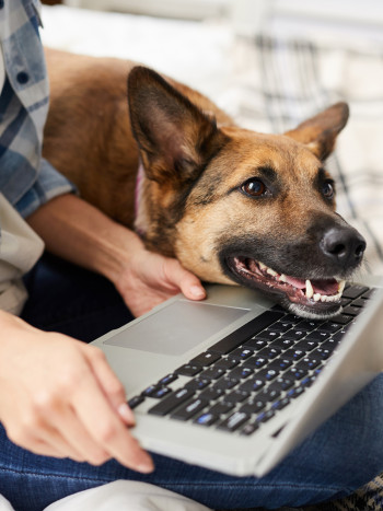 Nombres para perros (machos y hembras) inspirados en La Casa de Papel