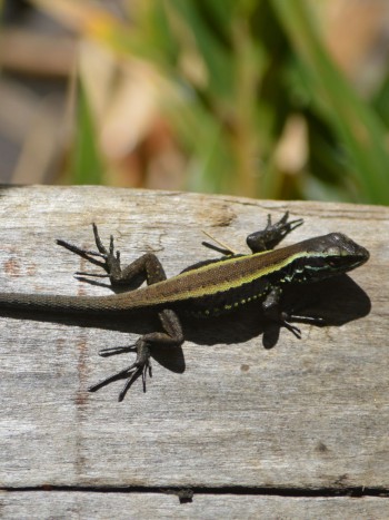 Soñar con lagartijas en casa: ¿tu hogar en peligro?