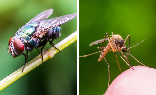 Qué significa soñar con moscas o mosquitos