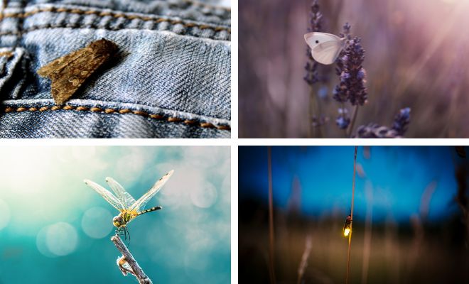 Qué significa soñar con polillas, mariposas, libélulas o luciérnagas