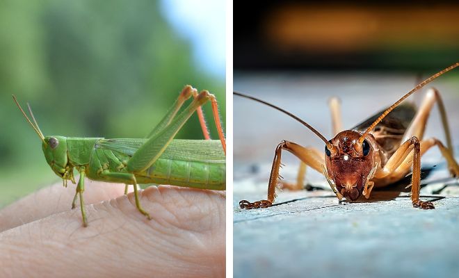 Significado de soñar con saltamontes o grillos