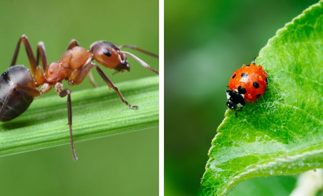 Significado de soñar con hormigas o mariquitas
