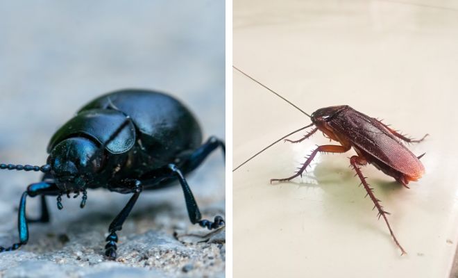 Significado de soñar con escarabajos o con cucarachas