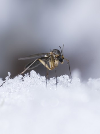 Significado de soñar con cada tipo de insecto: superando los obstáculos