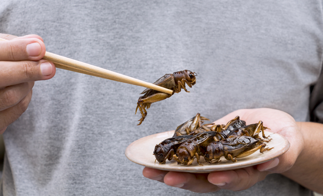 Significado de soñar con bichos en la comida