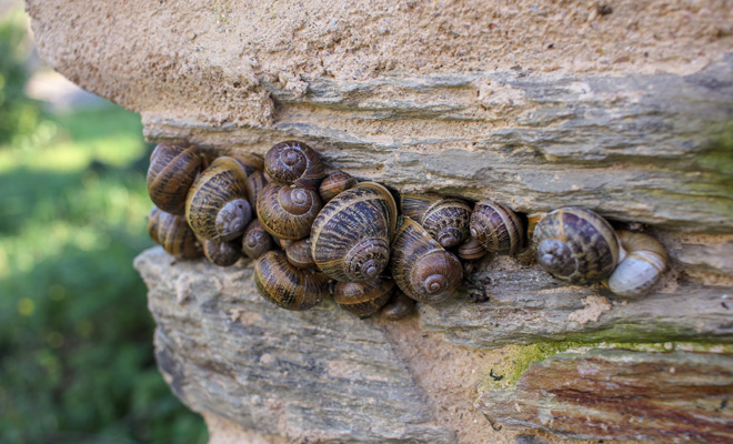 Qué significa soñar con caracoles pequeños