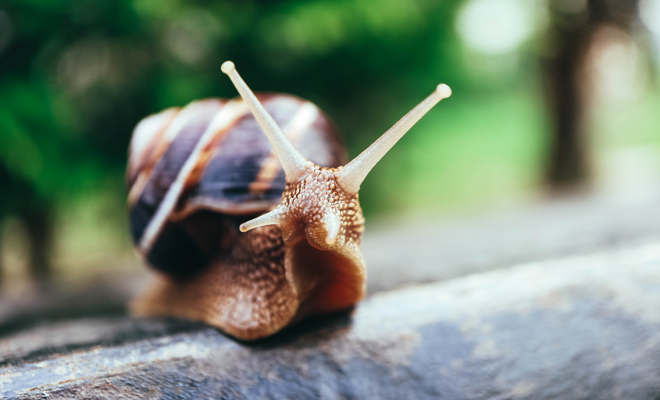 Cuál es el significado de soñar que eres un caracol