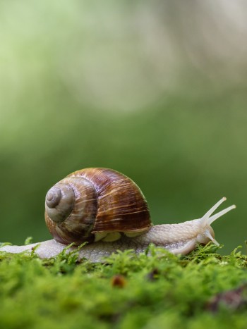Significado de soñar con caracoles: paciencia y seguridad