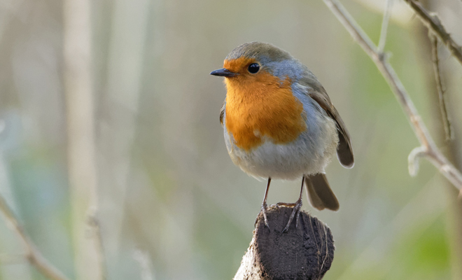 Interpretación de soñar con pájaros y aves