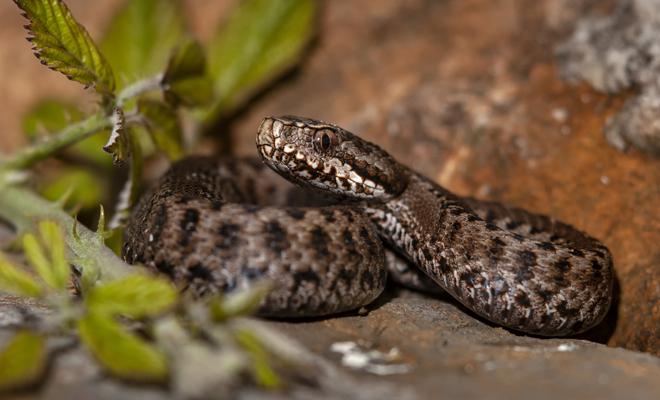 Qué significado tiene soñar con reptiles