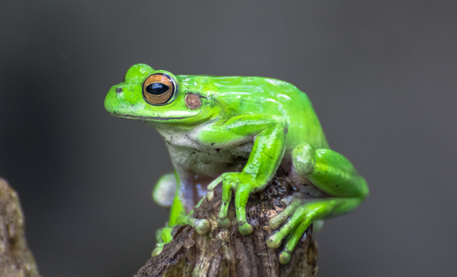 Qué significa soñar con anfibios