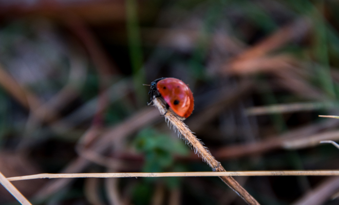 Interpretación de soñar con bichos o insectos
