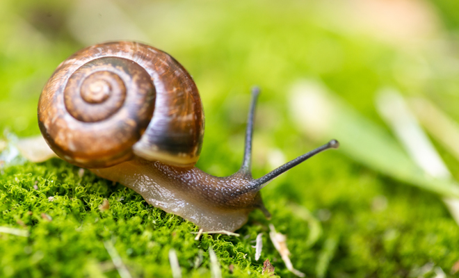 Qué significa soñar con caracoles o con babosas