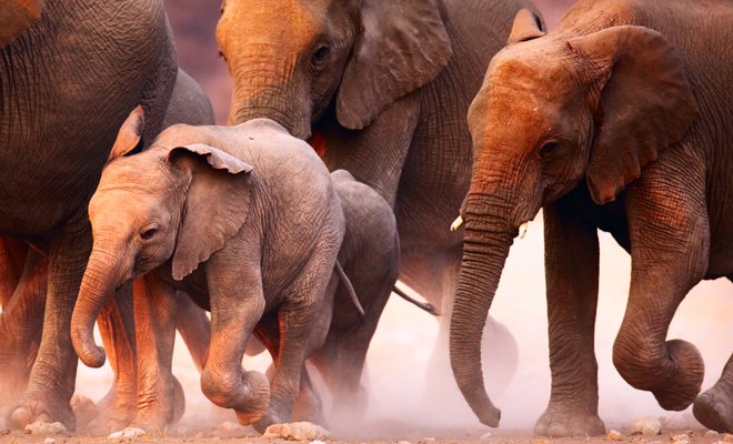 Interpretación de soñar con una estampida de animales o con animales que te persiguen