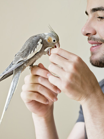 El liberador significado de soñar que entra un pájaro en casa