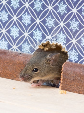 El significado de soñar con ratones que corren por casa