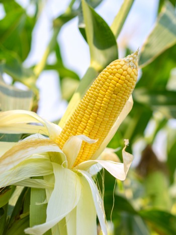 Soñar con maíz: disfruta de la prosperidad