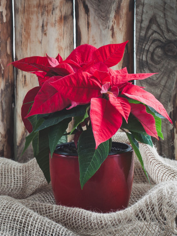 La Flor de Pascua: leyenda de Navidad mexicana en distintas versiones