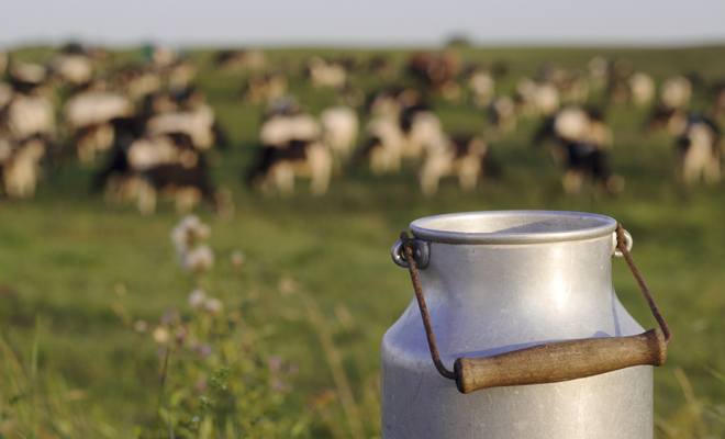 Interpretación de soñar con leche de vaca o de cabra
