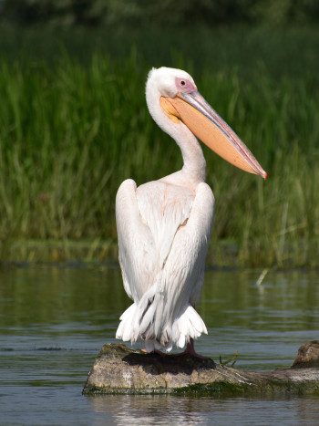 Soñar con un pelícano: los mejores augurios para el presente y el futuro