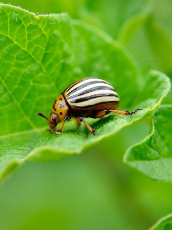Todos los significados de soñar con bichos: ¿qué te molesta?