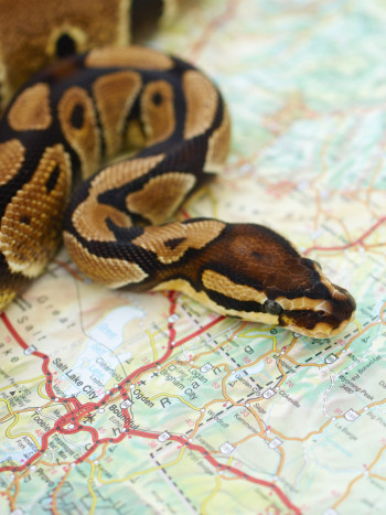 La leyenda africana de la serpiente Aido Hwedo: así se sostiene el mundo