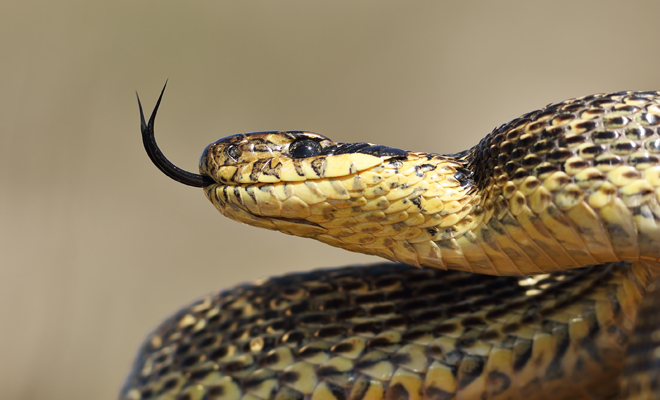 ¿De qué trata la leyenda africana de Aido Hwedo?