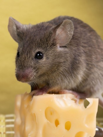 Musofobia: cuando el miedo a los ratones y a las ratas paraliza tu vida