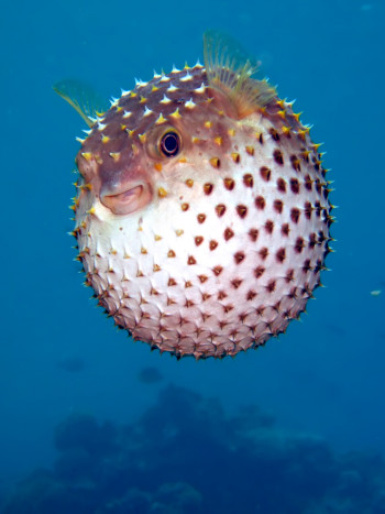 Soñar con un pez globo: el peligro donde menos te lo esperas