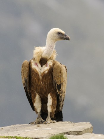 Soñar con buitres: ¿se están aprovechando de ti?