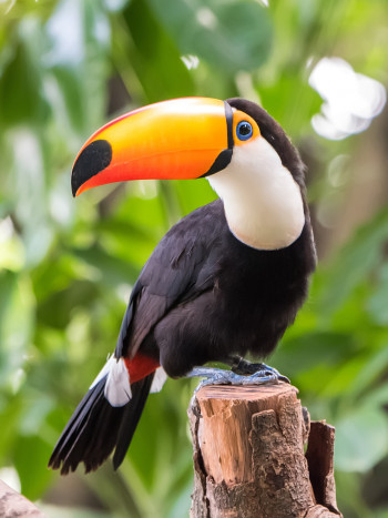 Significado de soñar con un tucán: llénate de energía positiva